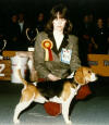 beagle ICH.Will Murphy of Justine ´s Pack
