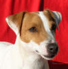 Arabela Zona Bulls
