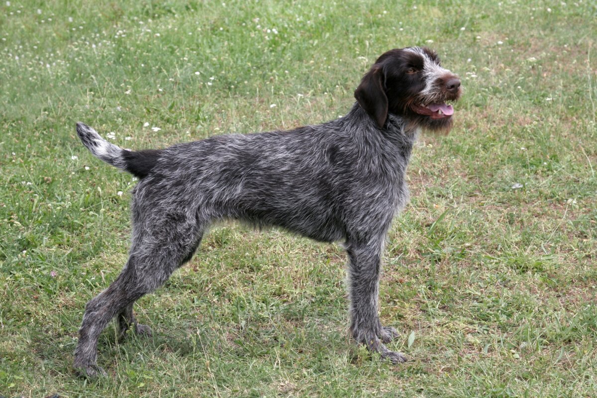 Odryna z Hložku